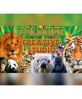 Wildlife Creative Studio Steam Key GLOBAL